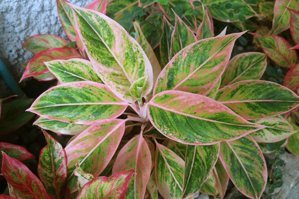 les Plantes qui aiment l'ombre 
